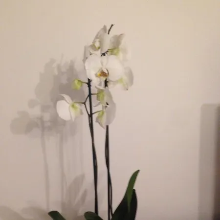 Medoacvs * 스트라